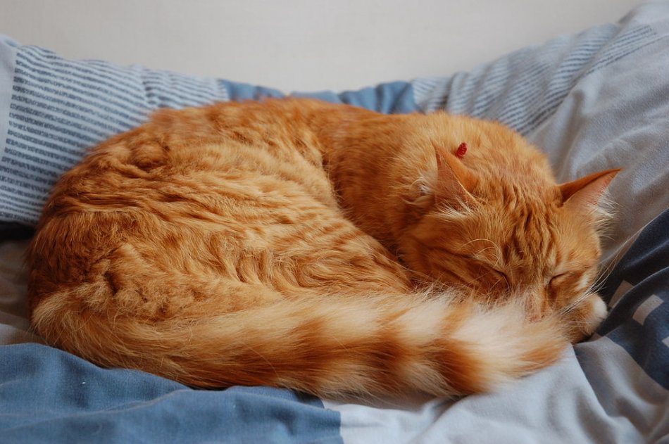 Рыжая пушистая кошка спит фото
