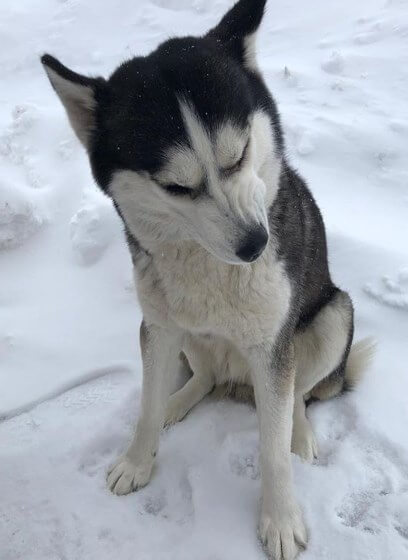 собака, снег, зима, улица