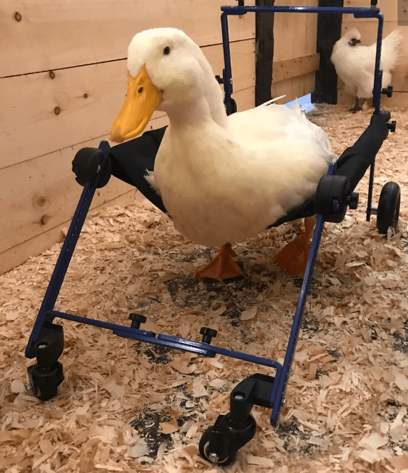 утка, птица, опилки, коляска, инвалидная коляска