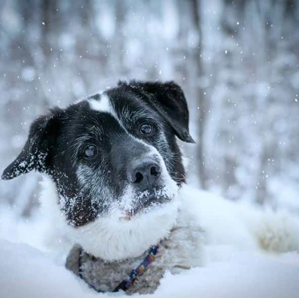 собака, снег, взгляд, печаль
