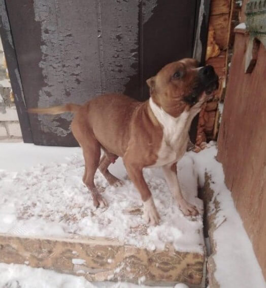 собака, улица, гараж, зима, снег