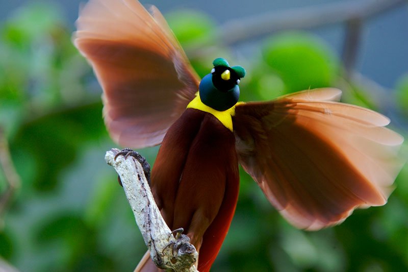 Райская птица в лесу машет крыльями фото