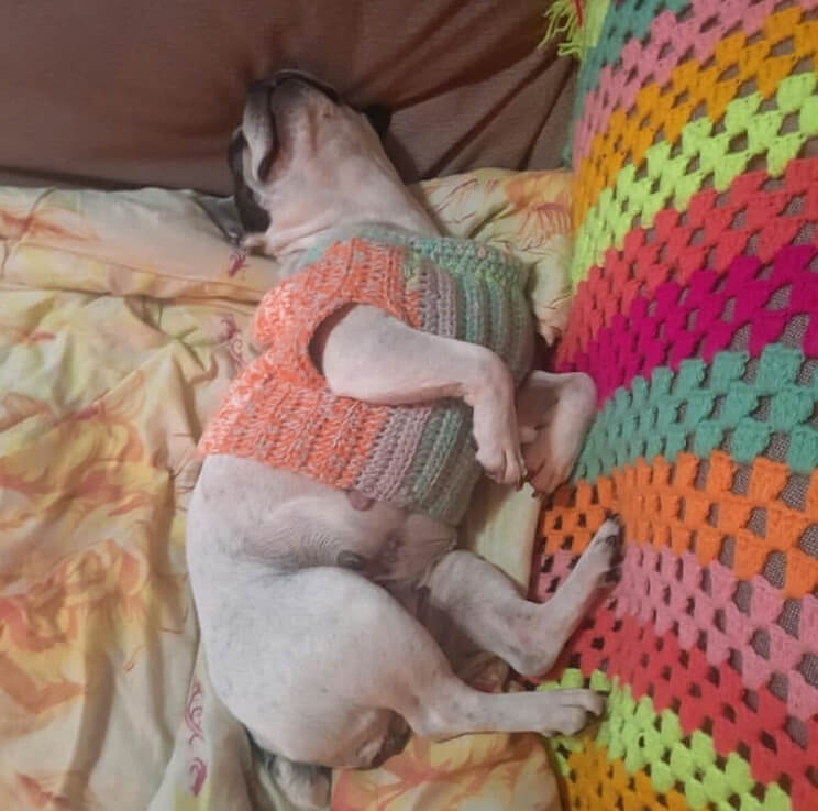 одеяло, сон, кровать, диван, французский бульдог, бульдог, собака, пес