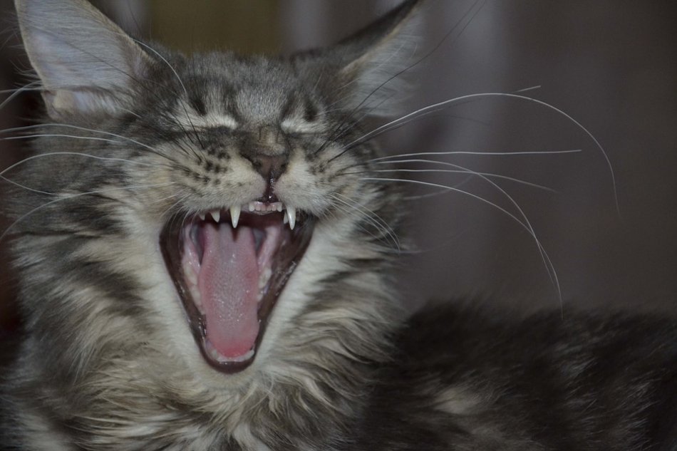 Серый мейн-кун кошка зевает фото