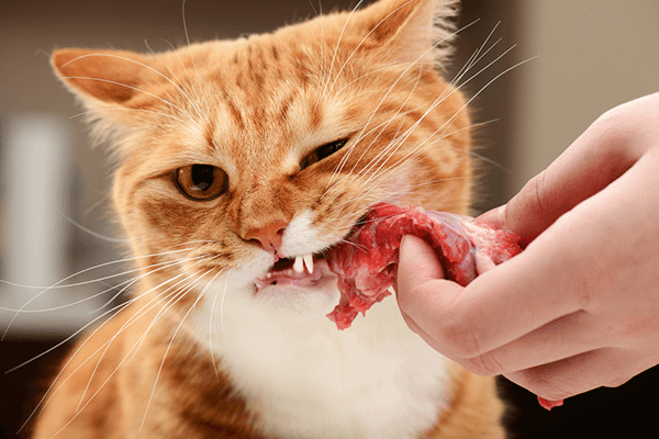 Рыжая кошка берет из рук человека сырое мясо фото