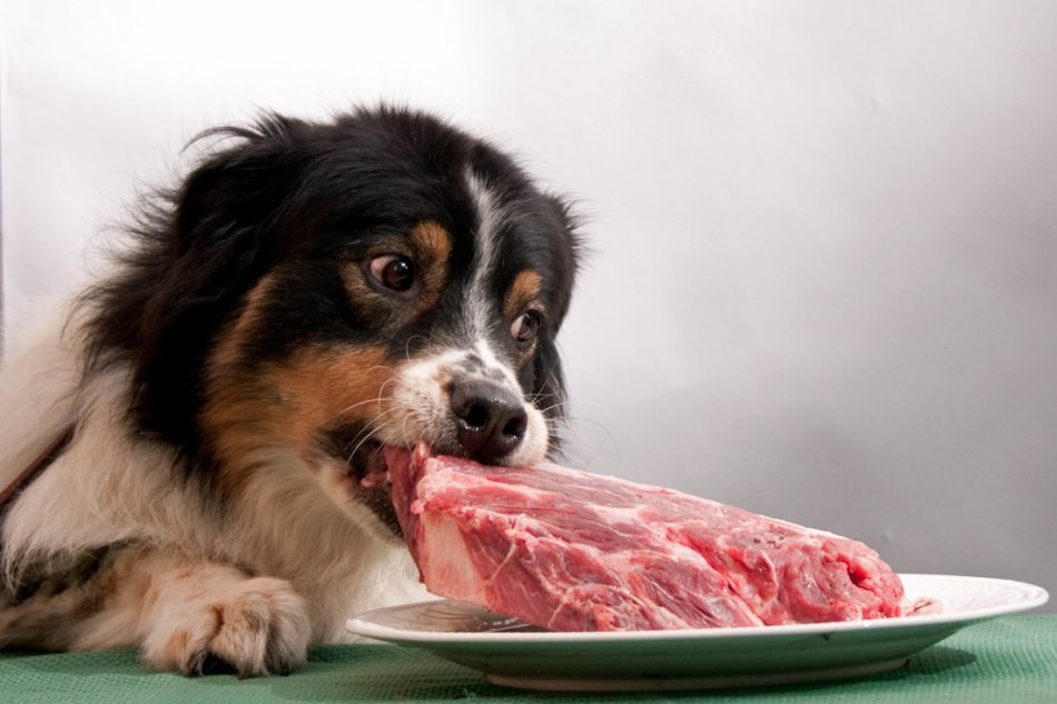 Собака тащит из тарелки кусок сырого мяса фото