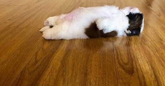 щенок ши-тцу спит на спине, пол, собака
