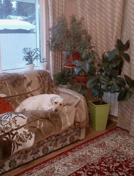собака на диване, животное, дом, комната