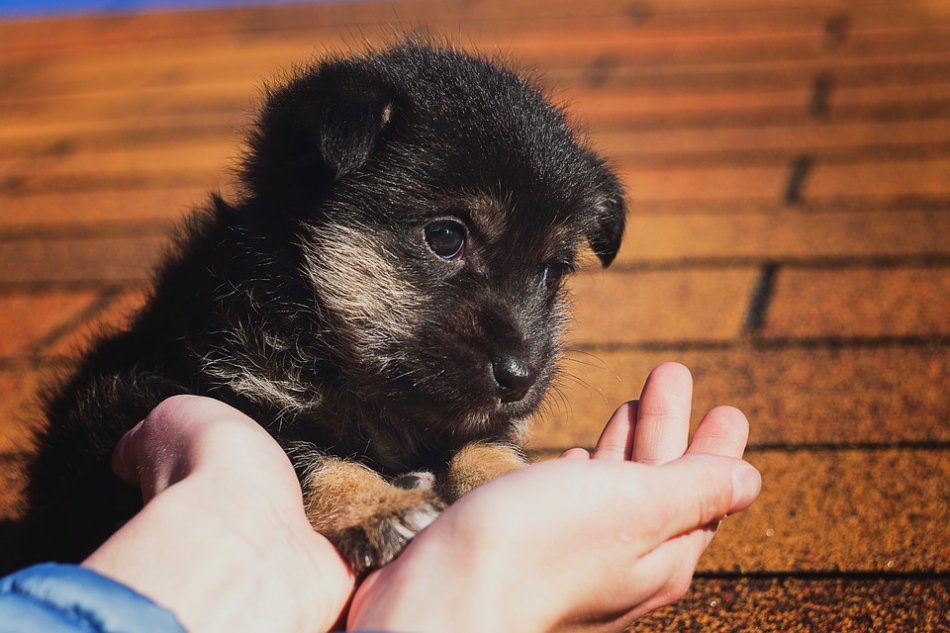 Черно-подпалый маленький щенок идет в руки человека фото