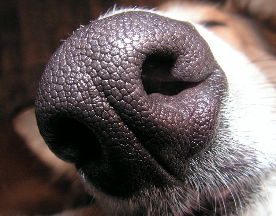 Нос собаки крупным планом фото