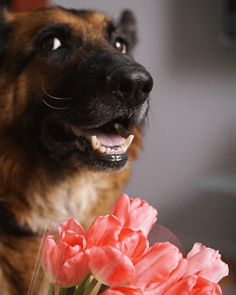 овчарка, собака, пес, немецкая овчарка, цветы, тюльпаны, домашний питомец
