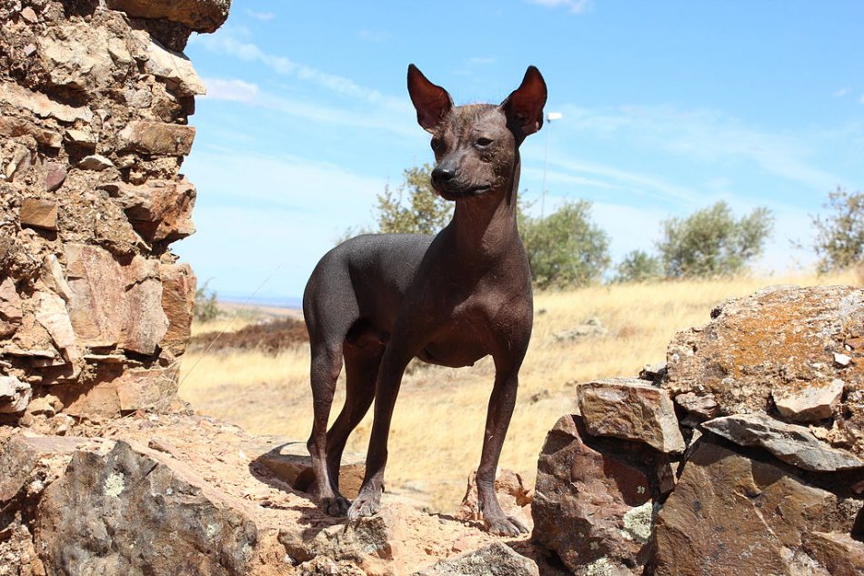 Перуанская лысая собака фото