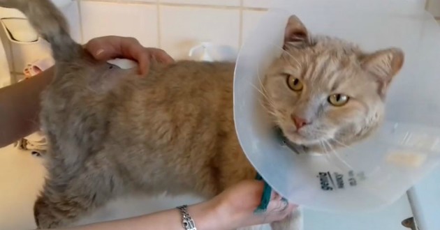 кошка, ветеринарная клиника, помощь животному, рана, рука