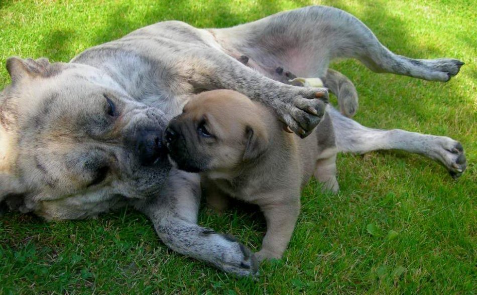 Ка де бо взрослая собака и щенок фото