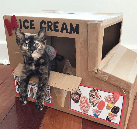 котенок, коробка, дом, мороженое
