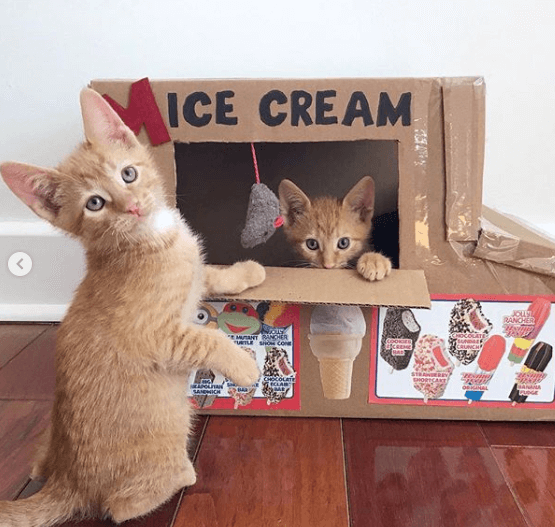 мороженое, кошка, продавец, покупатель, домашнее животное