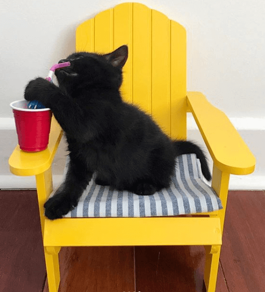 кошка, котенок, кресло, коктейль, стакан, трубочка