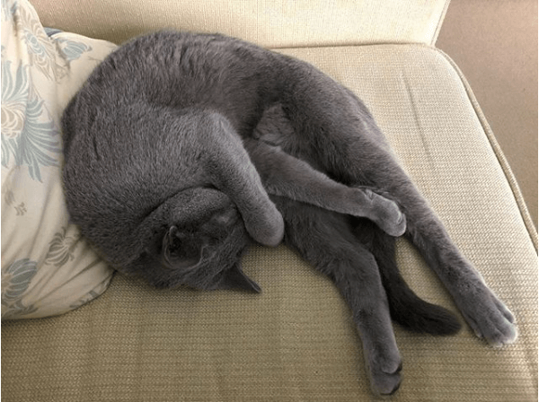 кот, йога, сон, диван, подушка