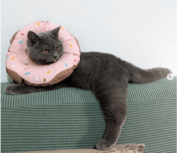 кошка, пончик, глазурь, диван