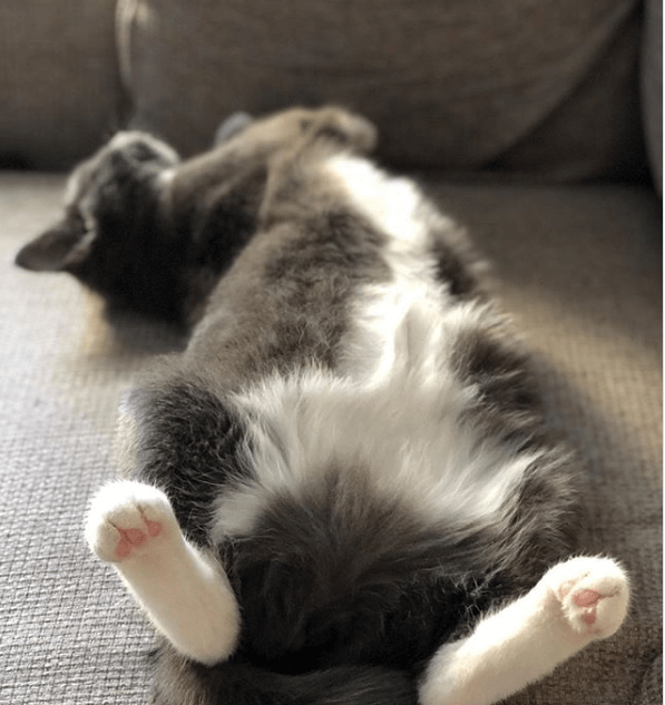 кошка, отдых, сон, домашнее животное