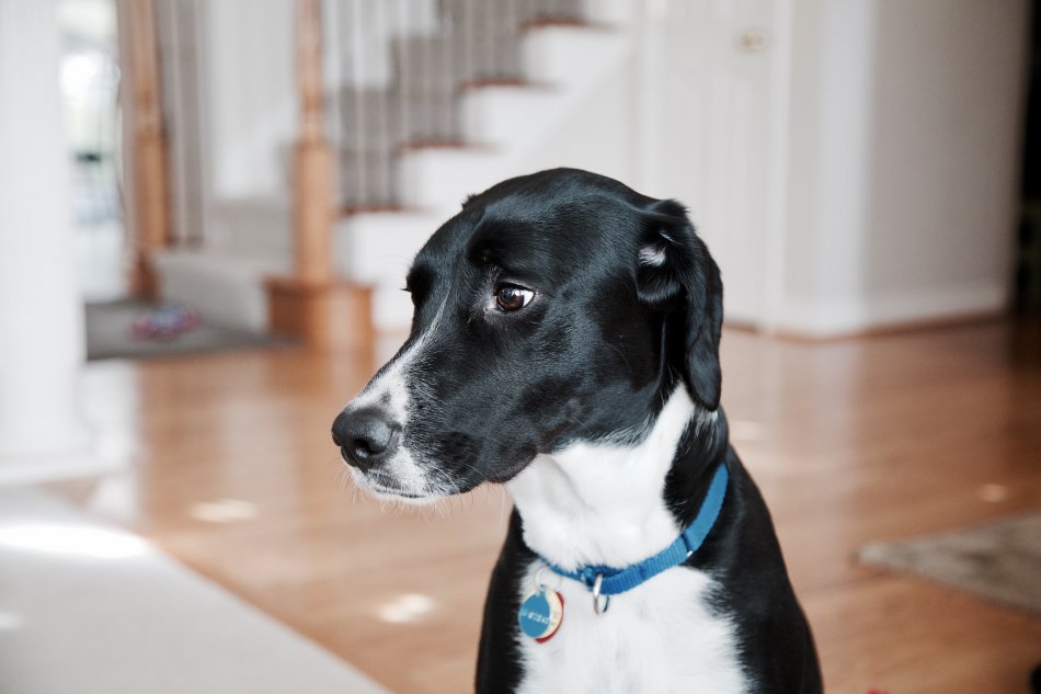 Черно-белая собака в доме крупным планом фото