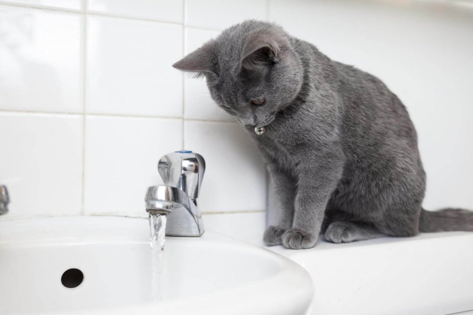 кошка картезианская, вода, ванная, раковина