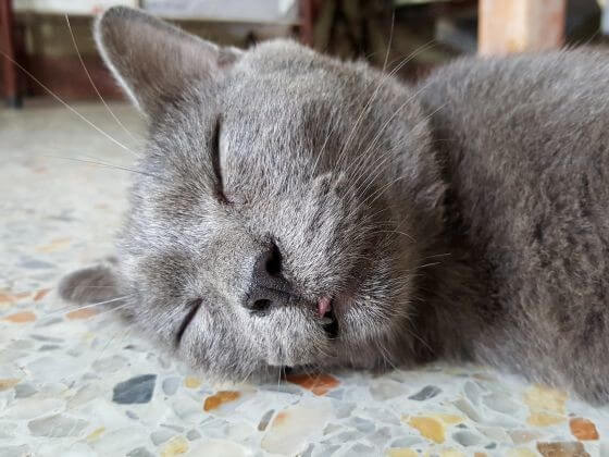 кошка спит, порода шартрез, домашний питомец