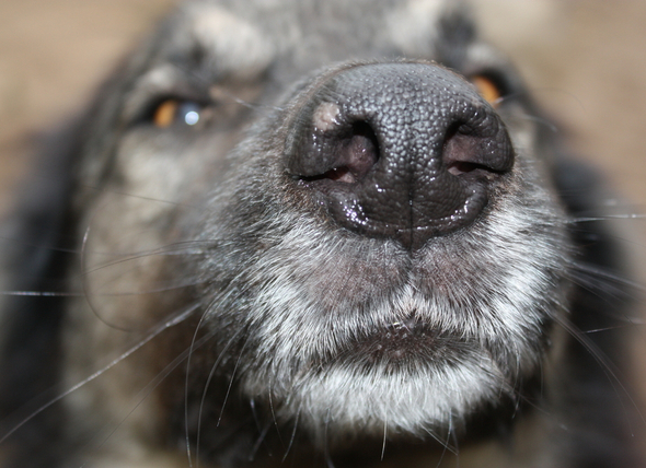 Собака нюхает нос крупным планом фото