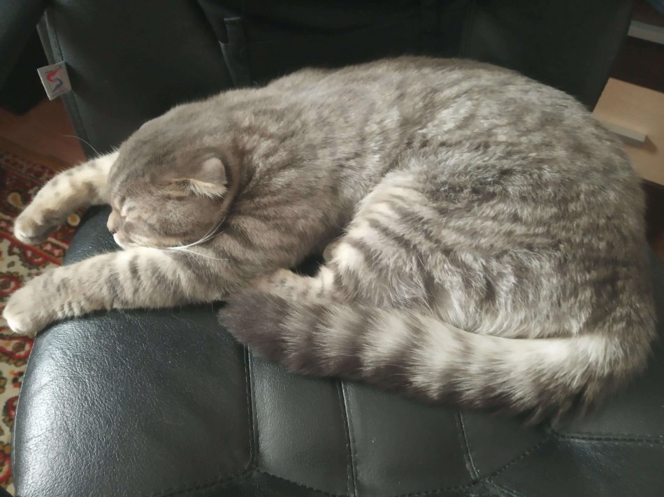 кот спит, отдых кошки, домашнее животное