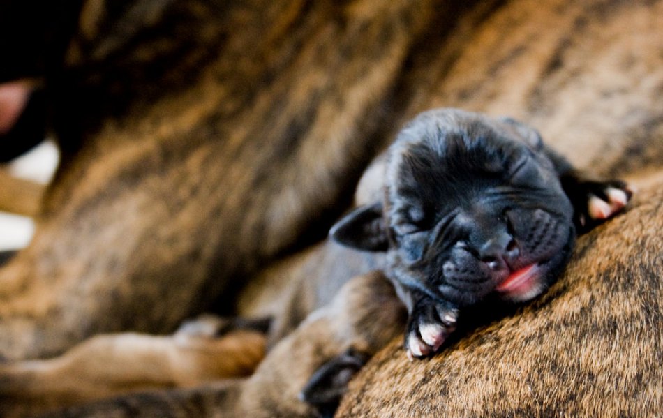 Новорожденный щенок фото