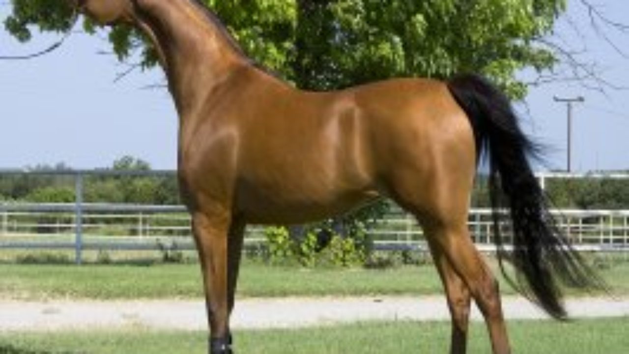 Арабская лошадь: описание породы