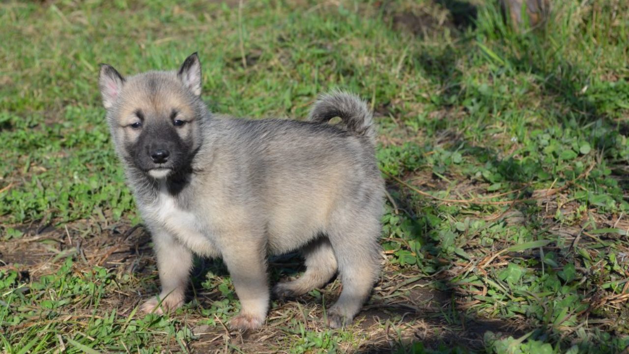 собака западно сибирская лайка щенок