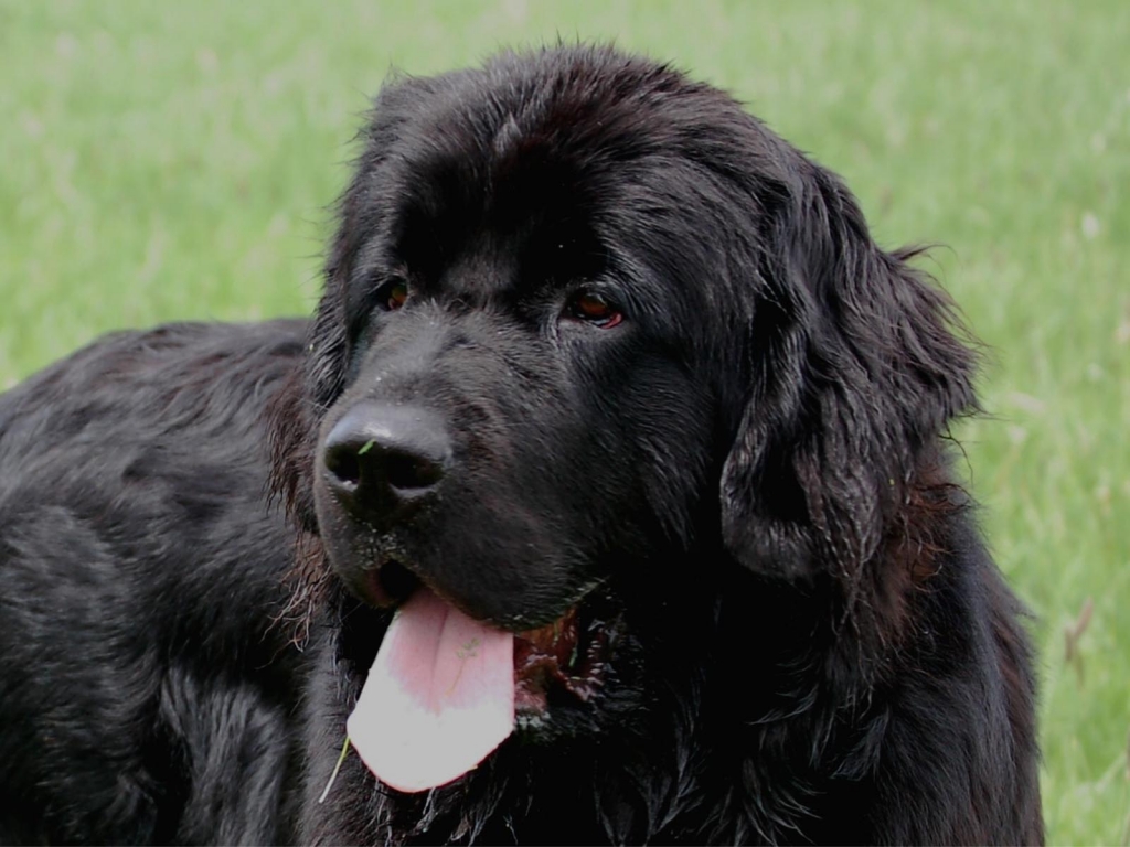 Ньюфаундленд — порода собак с отзывами владельцев