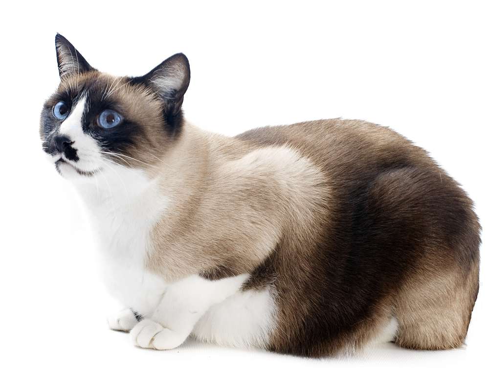 Рассмотрите фотографию кошки породы сноу шу. Сноу-Шу кошка. Snowshoe порода кошек. Сноу-Шу котята фото. Сноу Шу кошка стандарт.