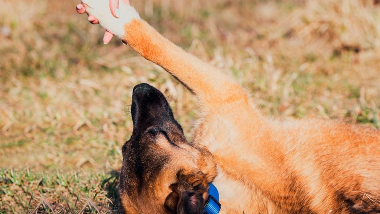 Приют “Home for dog”, Минск, Беларусь