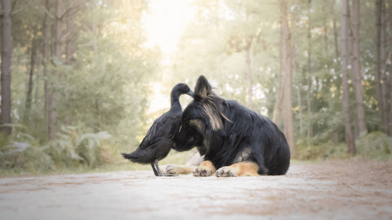 Неожиданная дружба между собакой и уткой WikiPet.ru