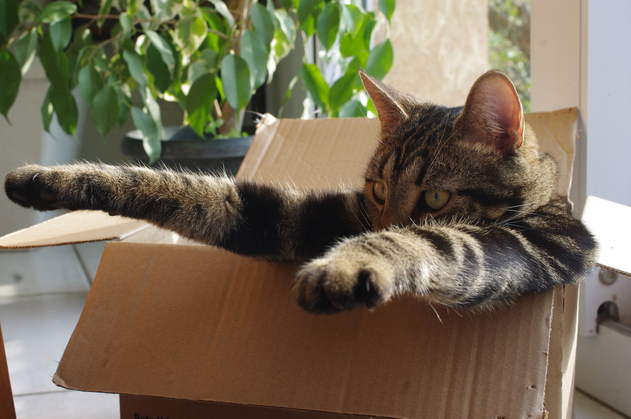 Кошка в коробке: зачем она это делает?