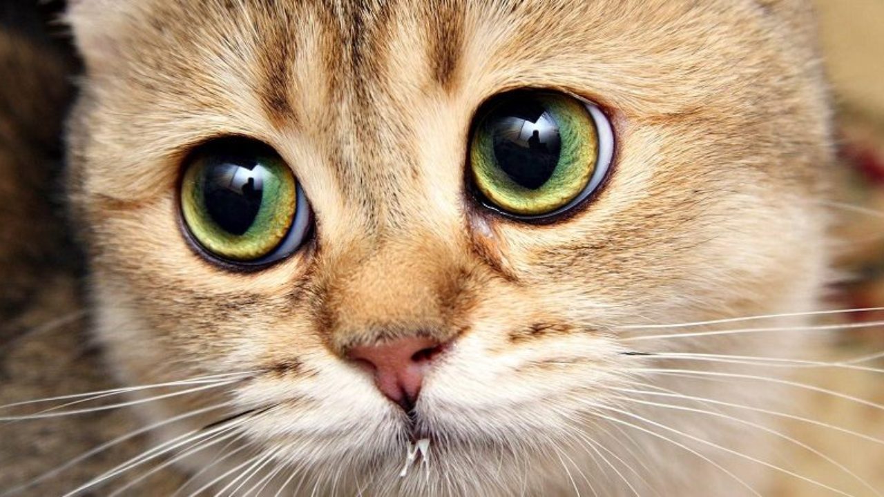 Сонник: К чему снятся кошки? К радости это или печали? WikiPet.ru