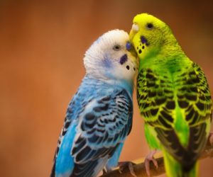 Болезни волнистых попугаев: фото, симптомы и лечение