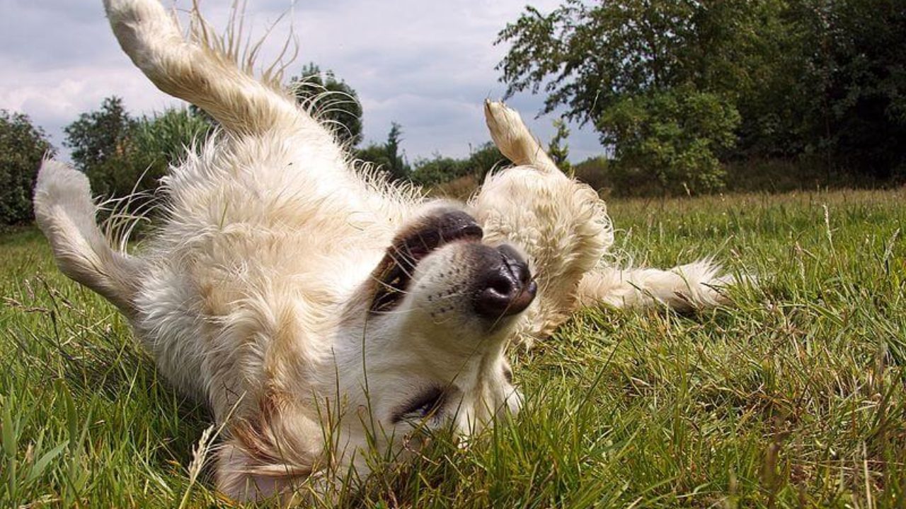 Суеверия про собак: 23 приметы, которые предупреждают о плохих и хороших событиях
