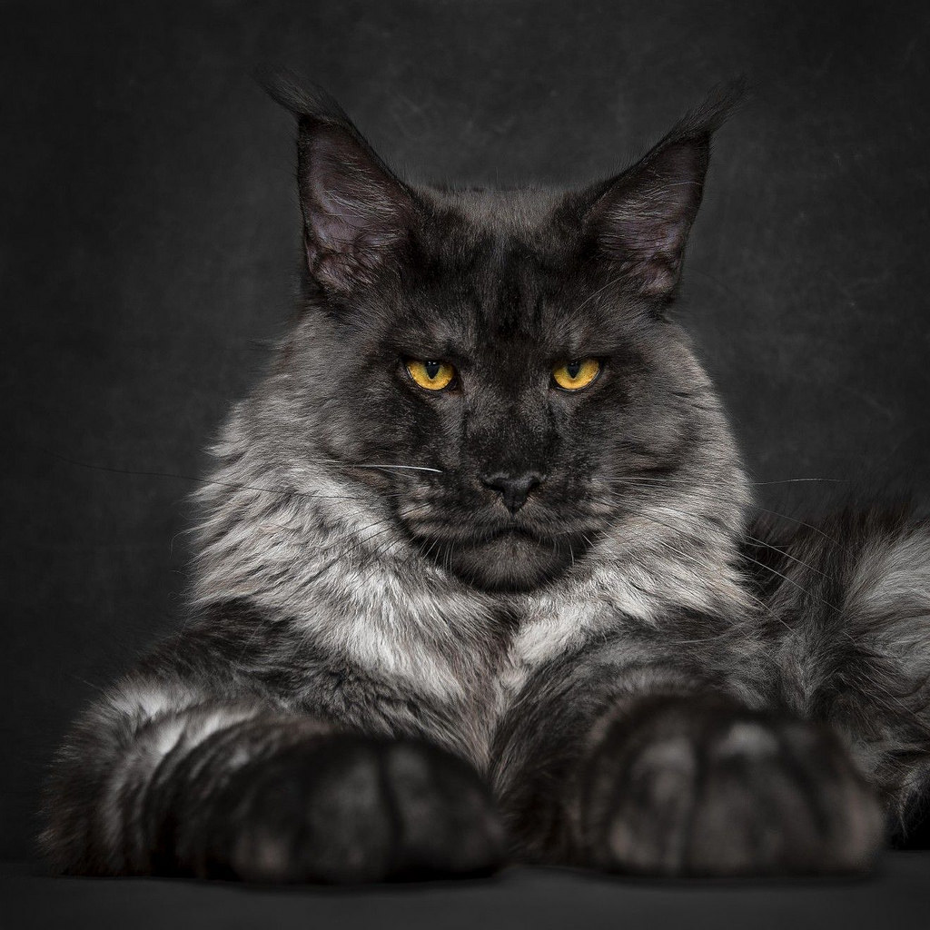 15 интересных фактов о мейн-кунах - для любителей этих огромных кошек!