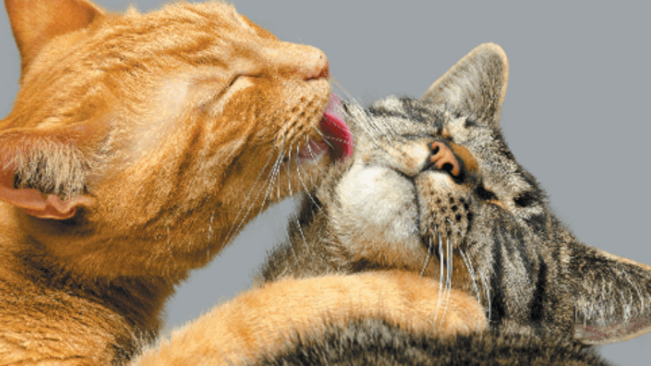 почему кошки моют друг друга