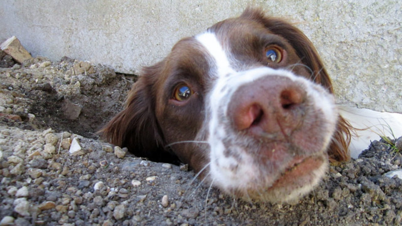 Dog dug. Собака копает. Подкоп собаки под забором. Собака роет. Собака копает огород.