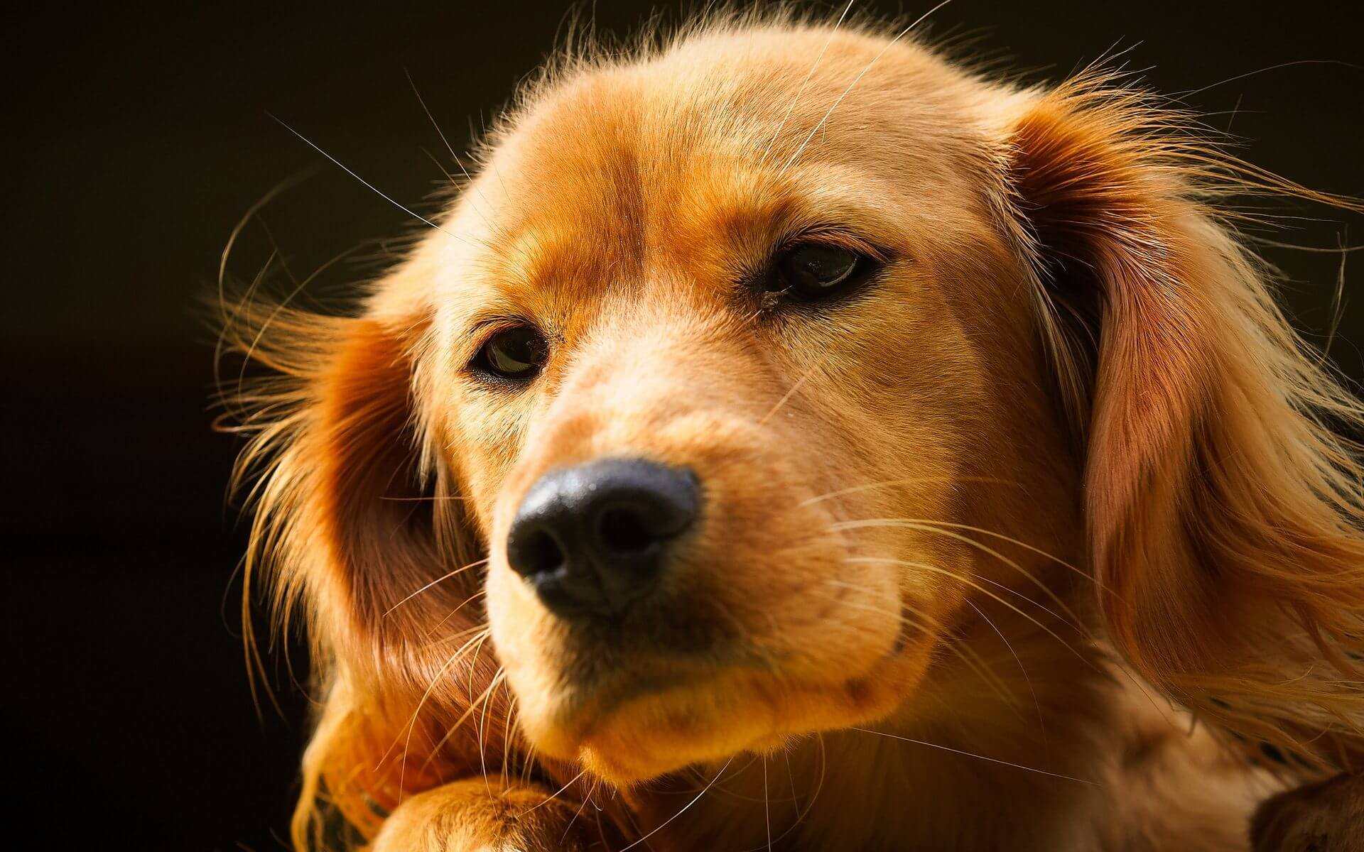 Картинки с собаками красивые. Золотистый ретривер оранжевый. Морда собаки. Рыжая собака. Красивая морда собаки.