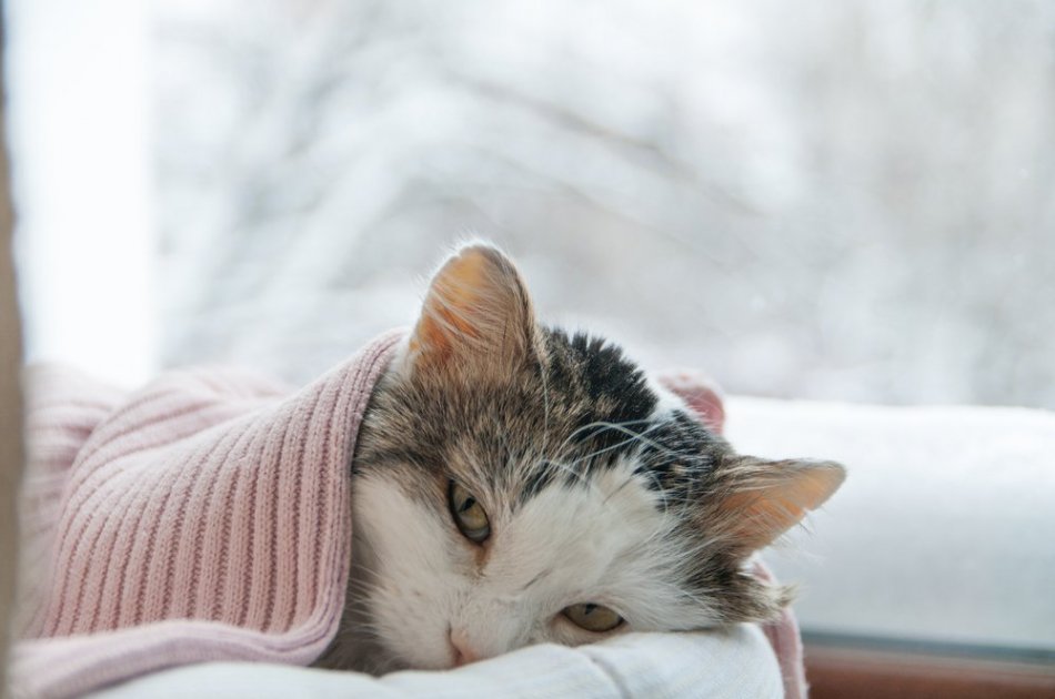 Кошка заболела: что делать? Все о здоровье кошек на wikipet!