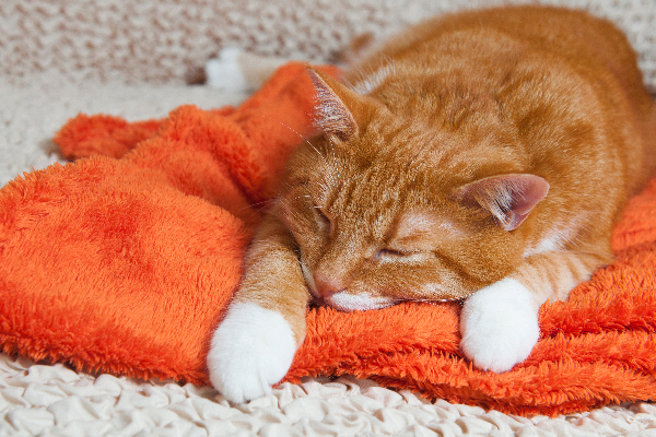 Рыжая кошка спит на оранжевом одеяле фото