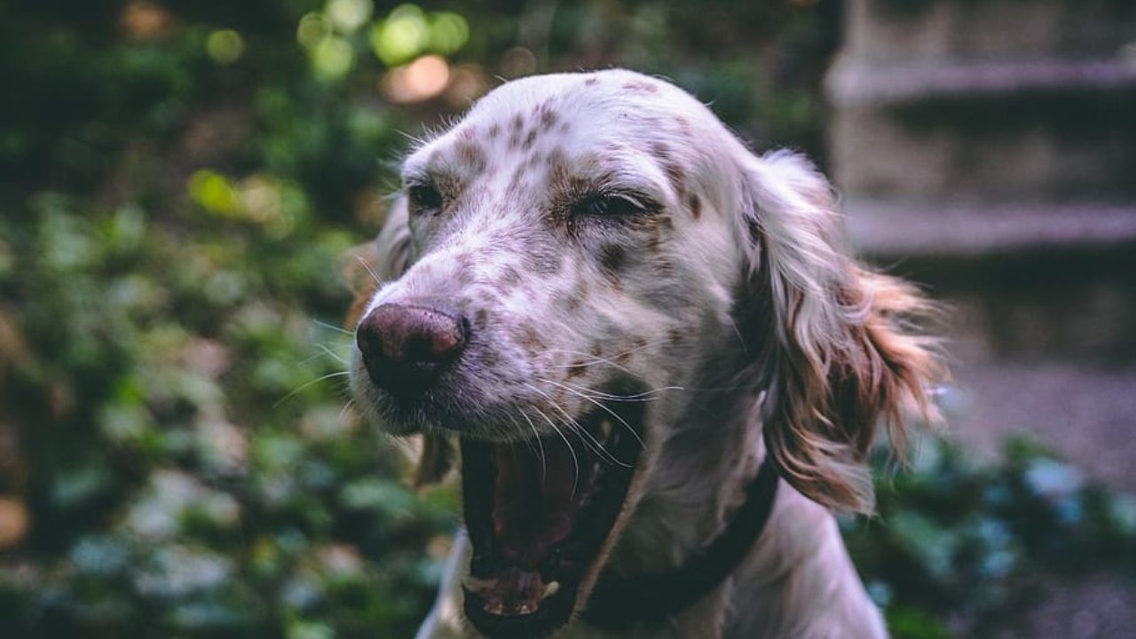 Почему не стоит играть с собакой лазерной указкой? Wikipet!