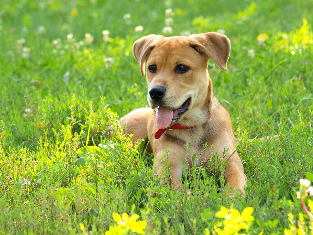 Рыжая собака дворняга лежит в траве фото