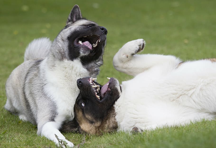 Две собаки американские акиты играют фото