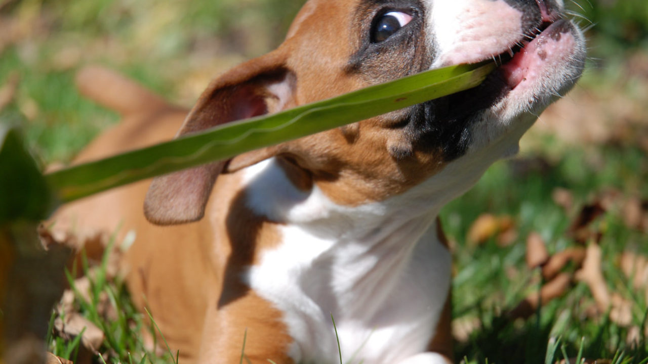 Как играть с собакой в перетяжки: 7 правил - Все о собаках на Wikipet!